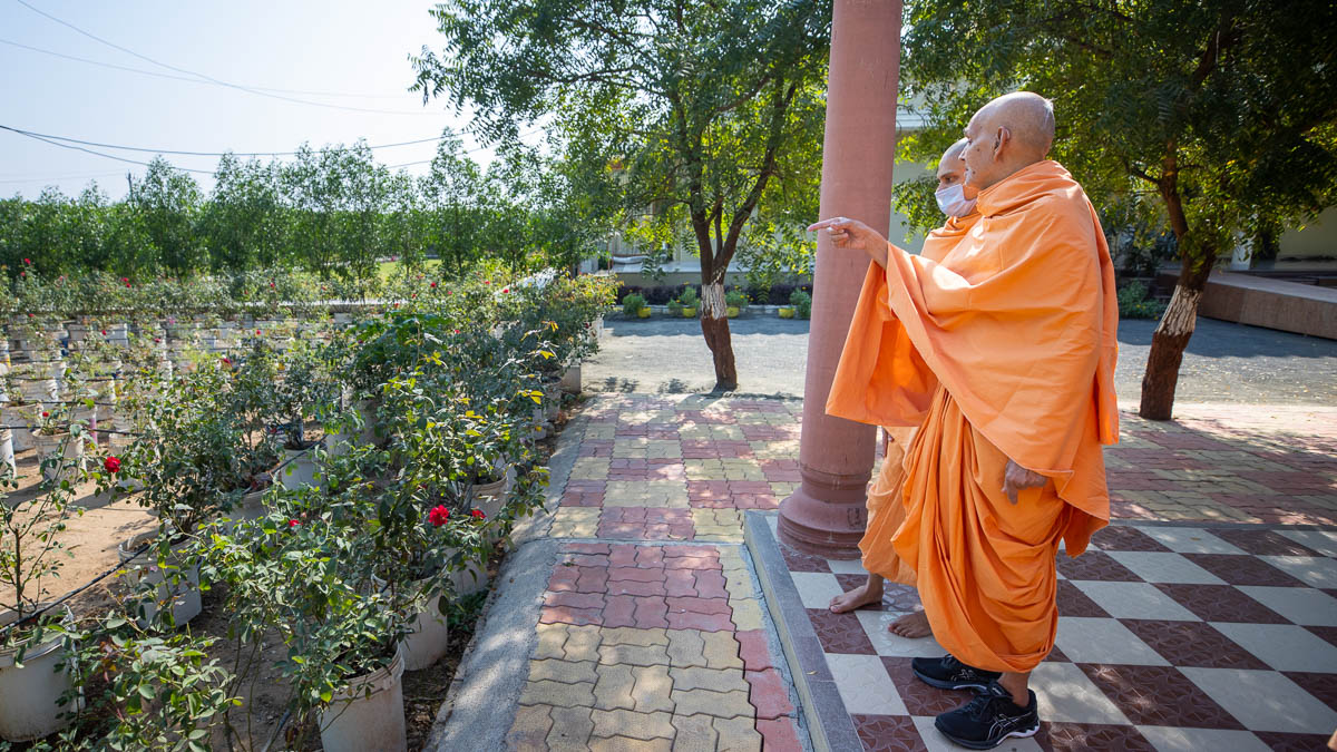 Swamishri observes plants in the Shantivan
