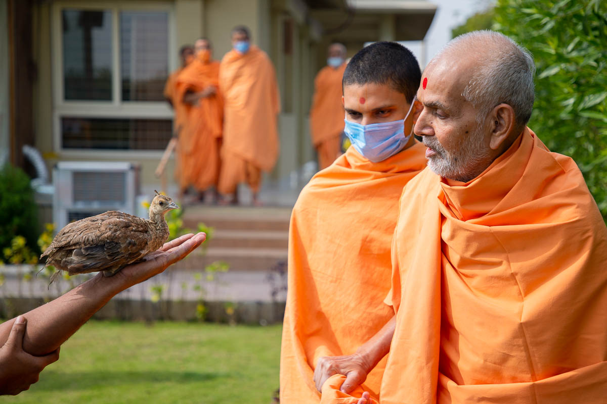 Swamishri observe a bird