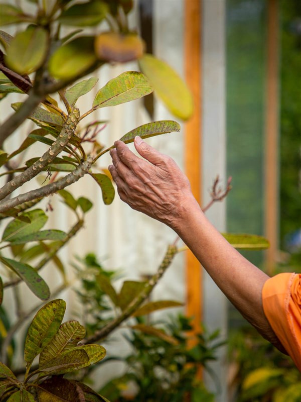 Swamishri inspects some leaves on a tree