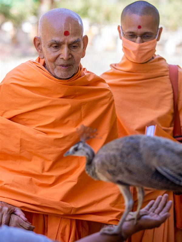 Swamishri observes a bird