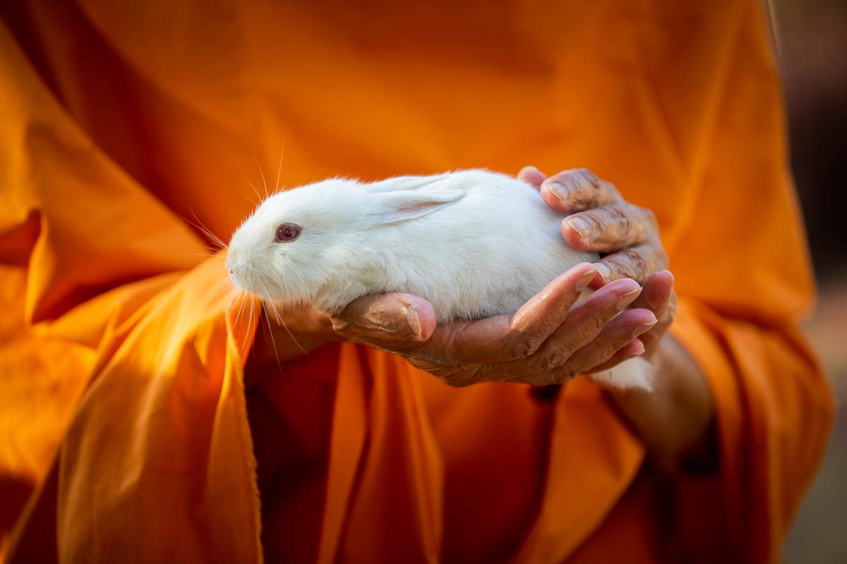 Swamishri blesses a rabbit