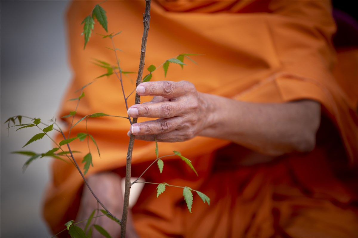 Swamishri plants a tree 