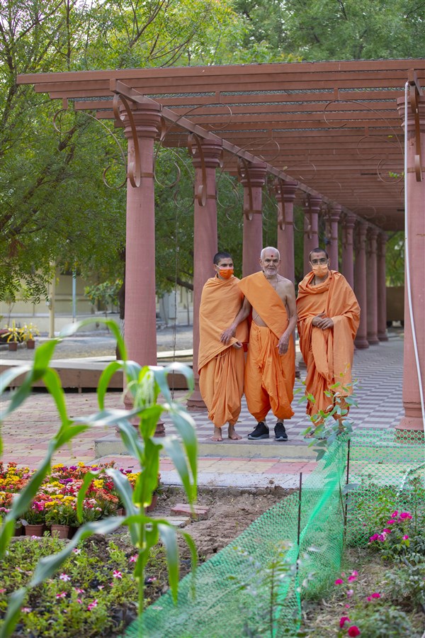 In the evening, Swamishri observes the plants in Shantivan