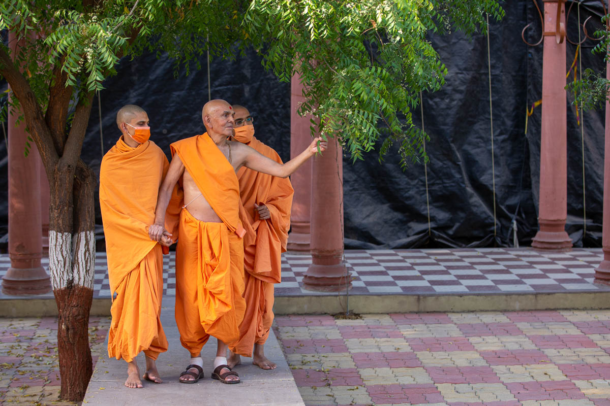 Swamishri holding the branches of a neem tree in the Shantivan grounds