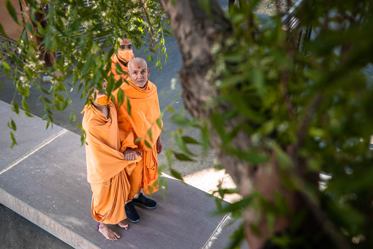 Swamishri observes a neem tree