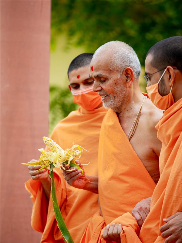Swamishri observes a corn cob
