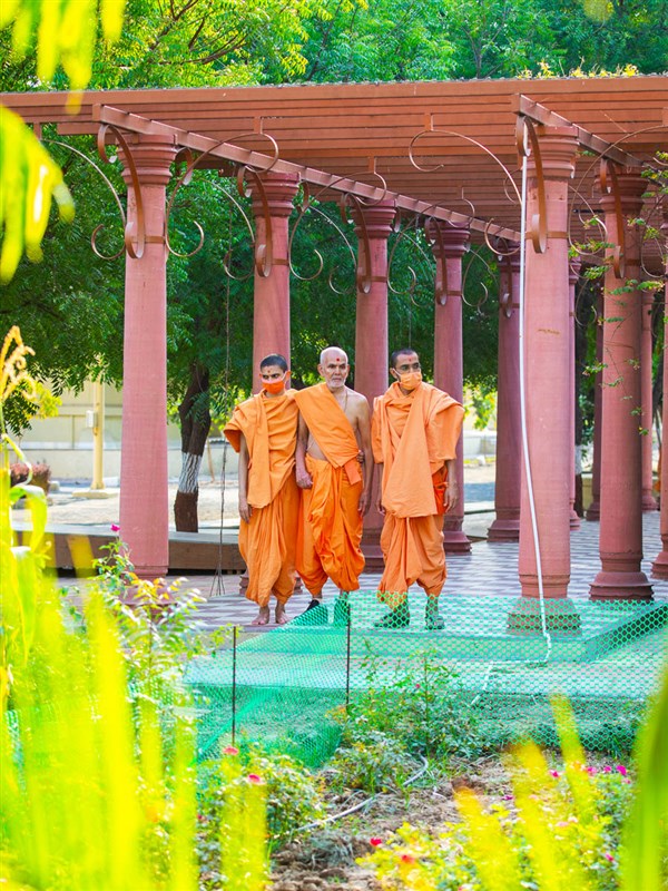 Swamishri observes the plants in Shantivan in the evening