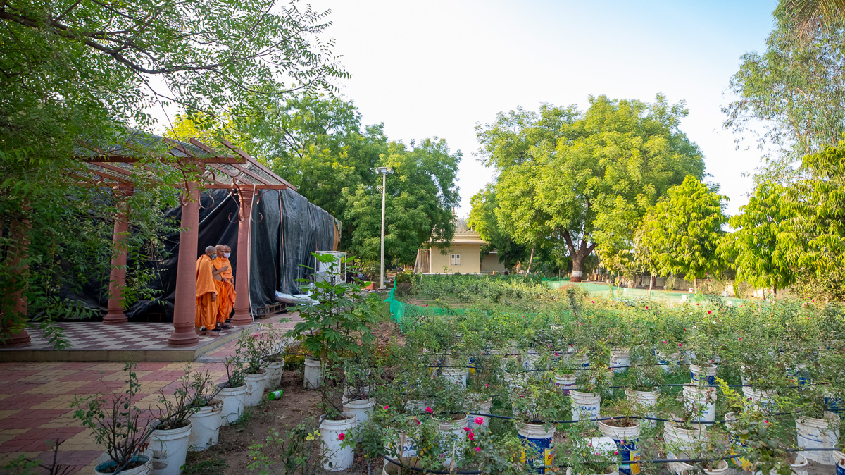 Swamishri observes the plants in Shantivan 