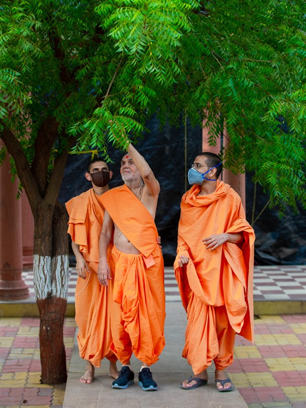 Swamishri holding the branches of a neem tree in the Shantivan grounds