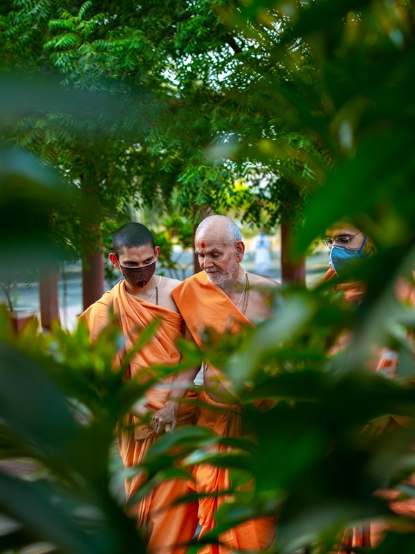 Swamishri observes the plants in Shantivan