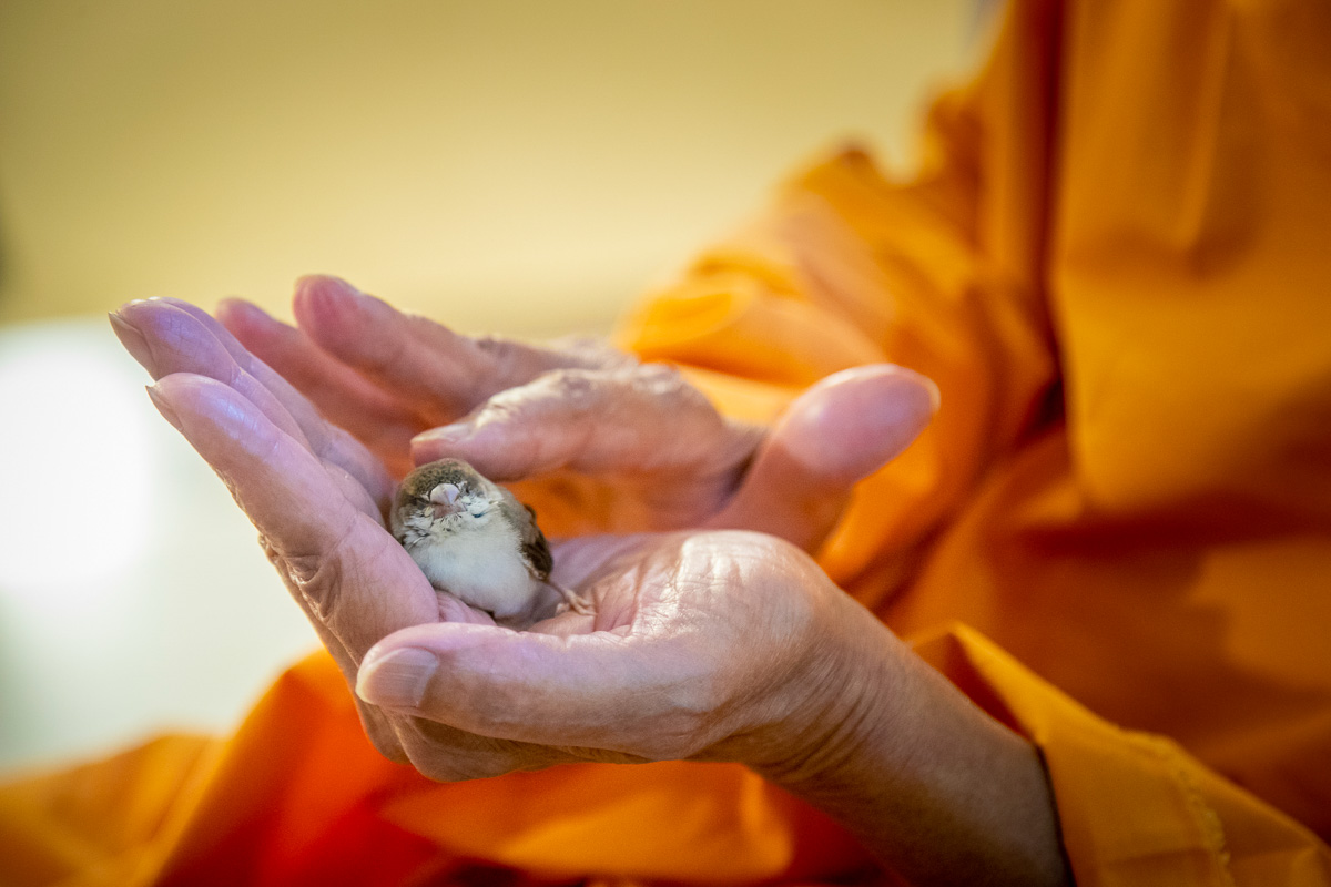 Swamishri blesses a bird
