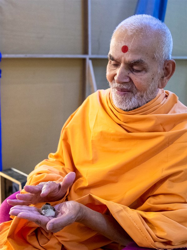 Swamishri blesses a bird