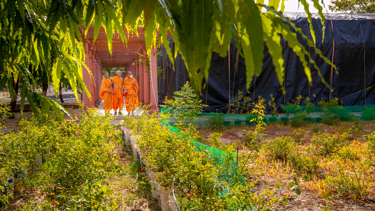 Swamishri observes the plants in Shantivan in the evening