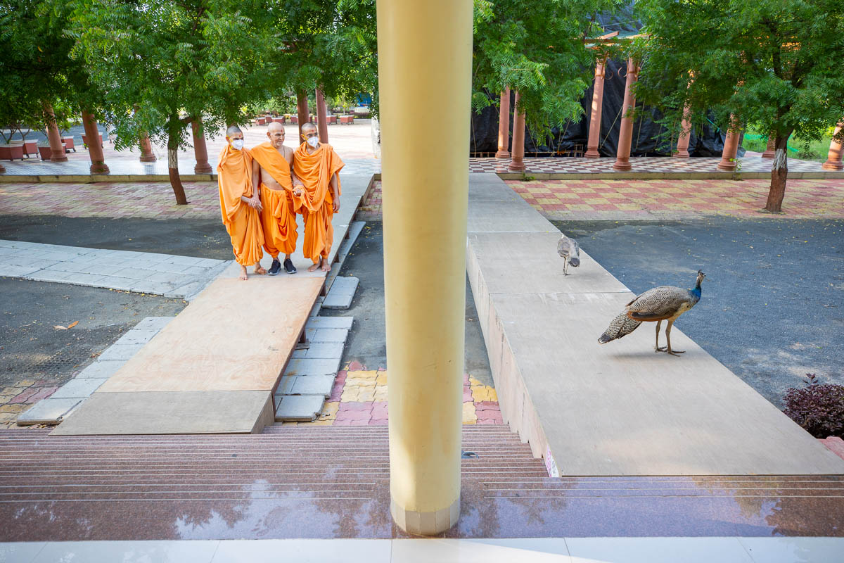 Swamishri observes peacocks