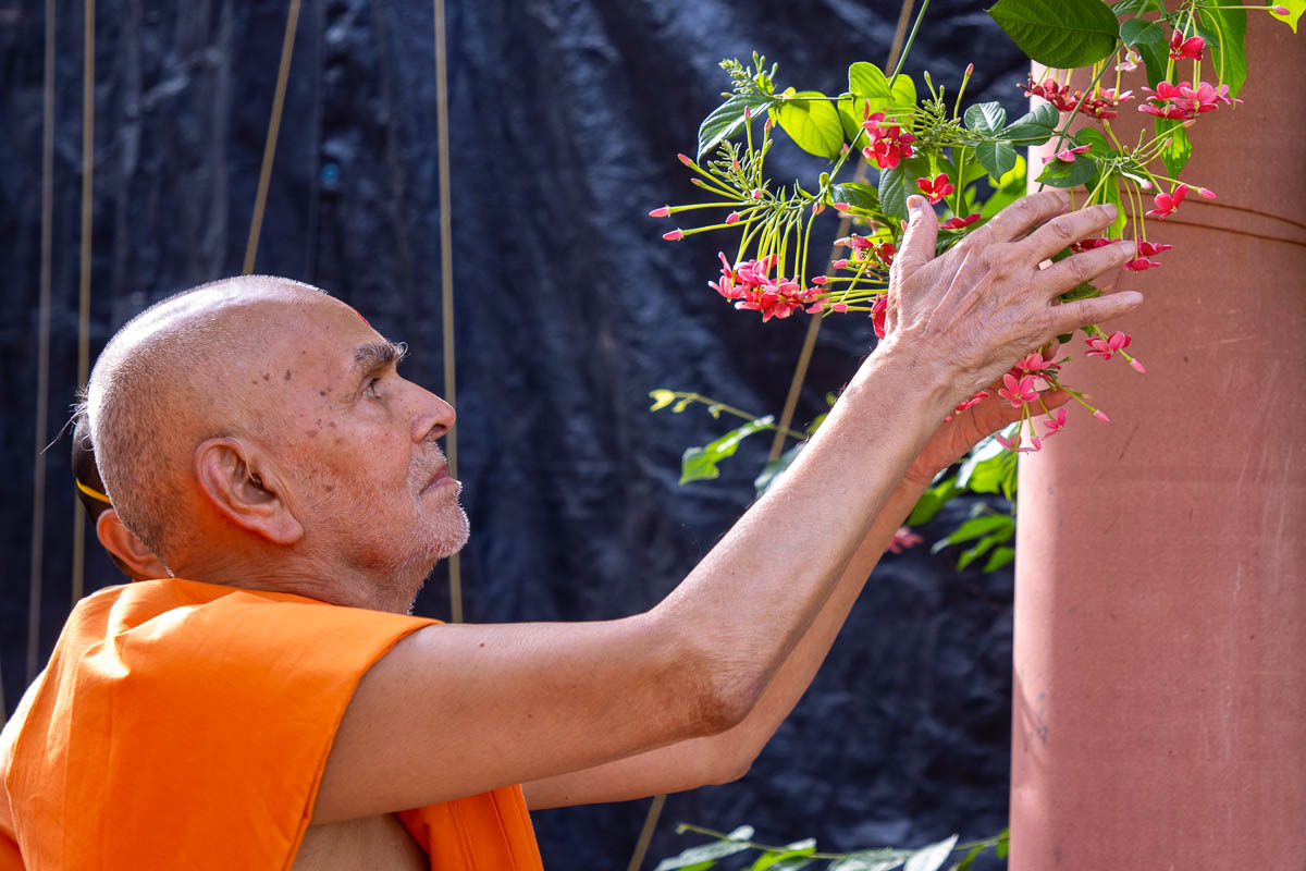 Swamishri observes flowers