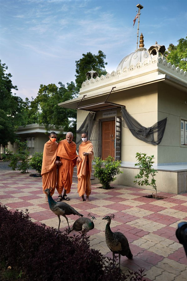 Swamishri observes peacocks