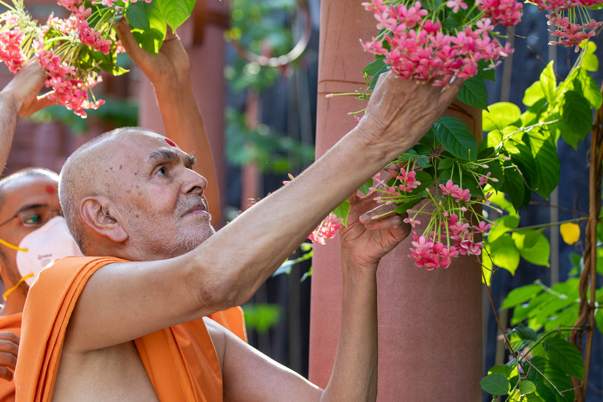 Swamishri observes flowers in the evening