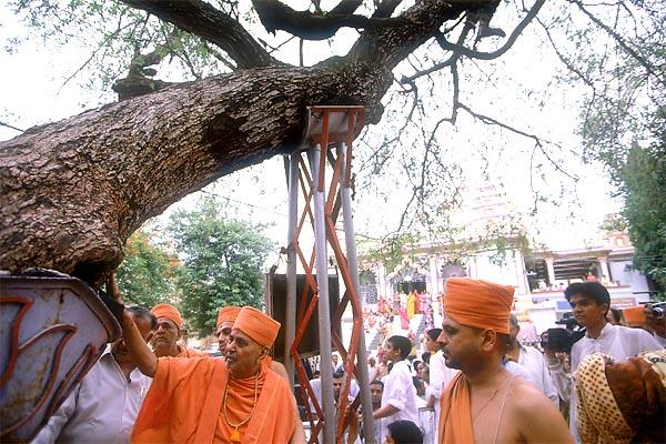 Swamishri touches with reverence the berry tree blessed by the association of Bhagwan Swaminarayan and Gopalanand Swami
