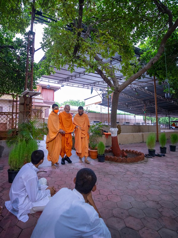 Swamishri visits the mandir campus (Chikoo Vadi) in the evening