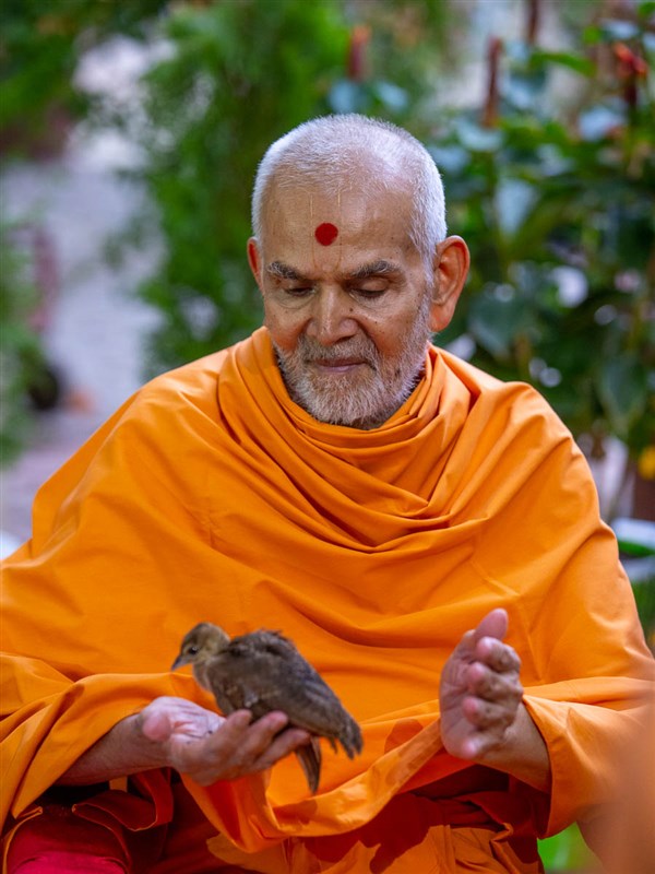 Swamishri blesses a peachick