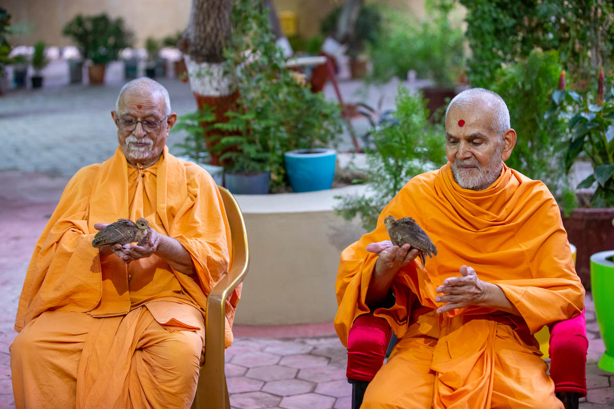 Swamishri and Pujya Doctor Swami bless peachicks