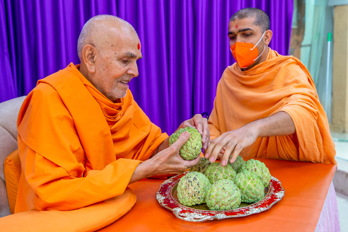 Swamishri sanctifies custard apples (sitafal)