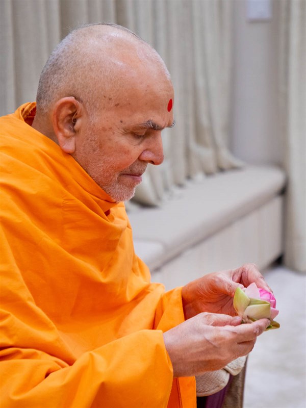 Swamishri observes a lotus flower