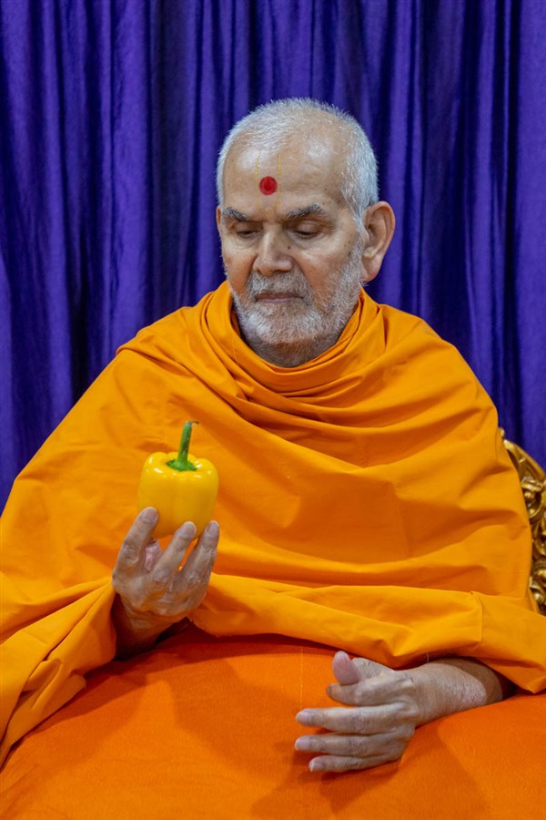 Swamishri sanctifies a capsicum (bell pepper)