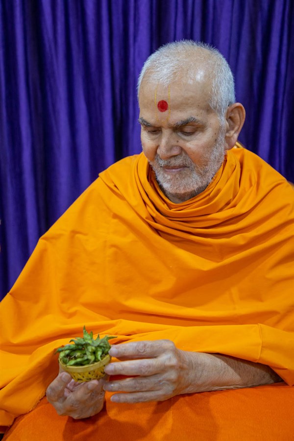Swamishri sanctifies pigeon peas (tuver)