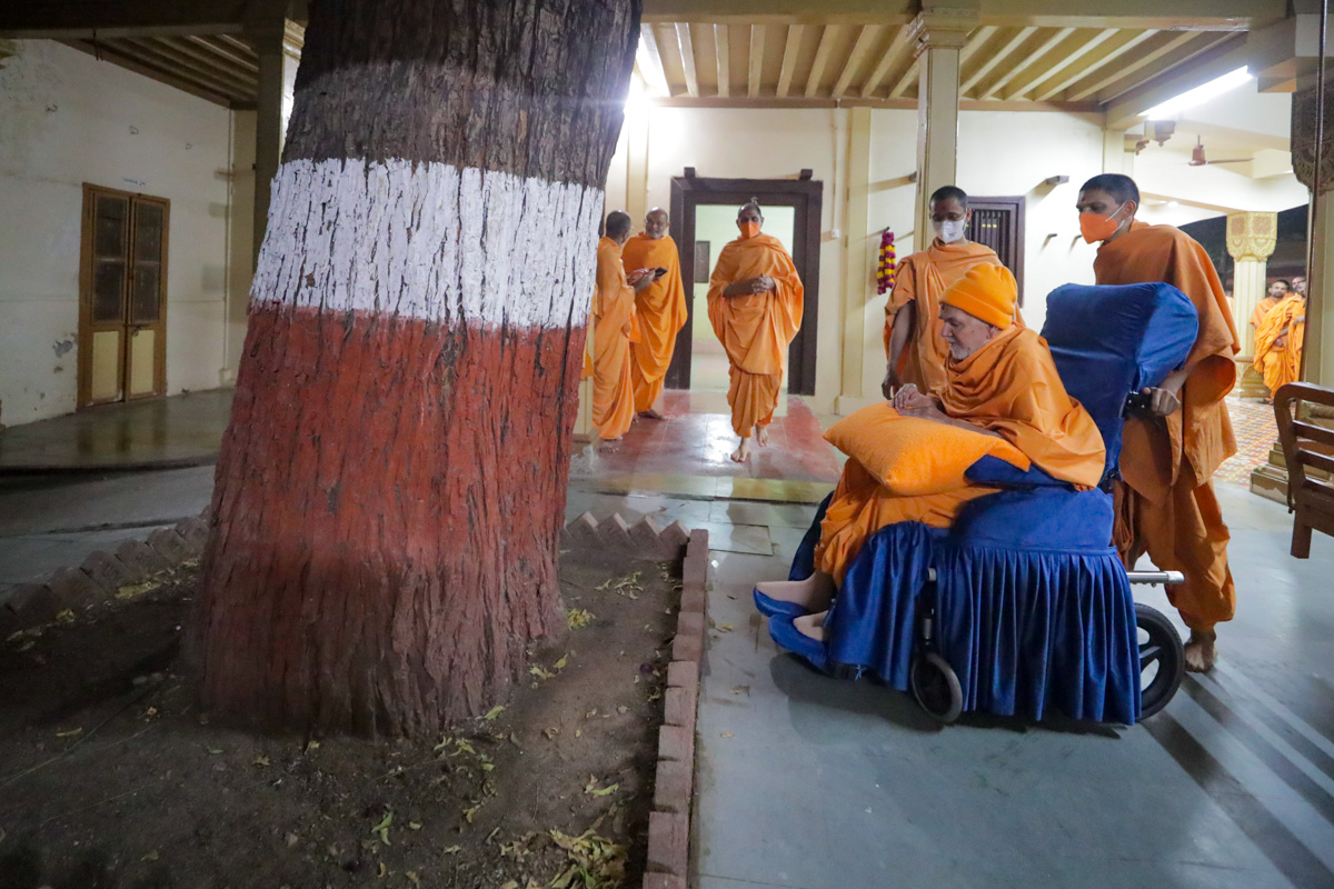 Swamishri engrossed in darshan of the sacred neem tree