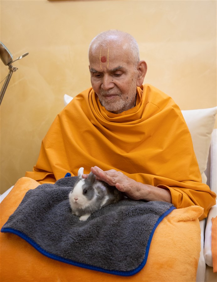 Swamishri blesses a rabbit