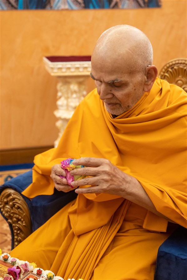 Swamishri observes a colourful rose