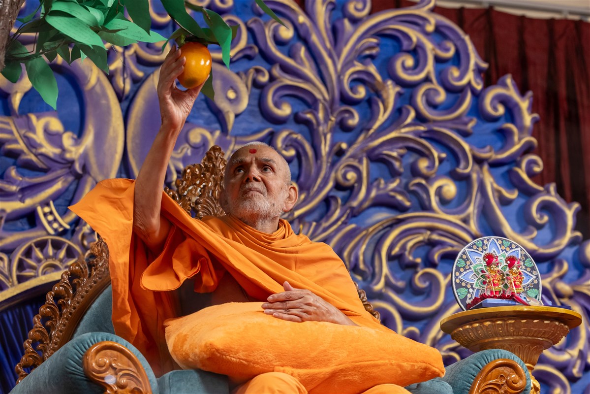 Swamishri picks a mango, symbolizing the idea of drawing positive qualities from everyone around us