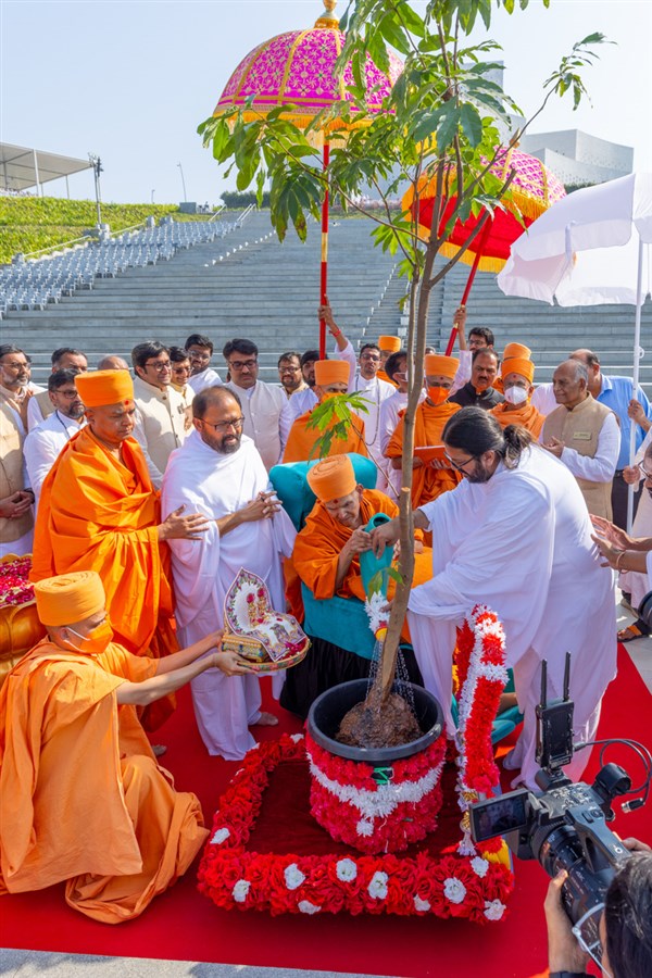 Swamishri and Shri Atmarpit Nemiji shower water on the root of the tree