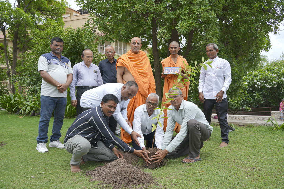 Tree Plantation