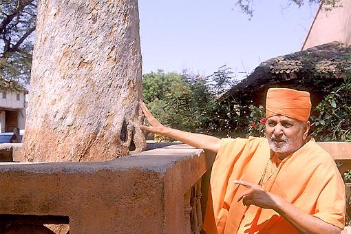 Touching the sacred tamarind tree (ambli) where Lord Swaminarayan had rocked on a swing, Laxmi Vadi 
