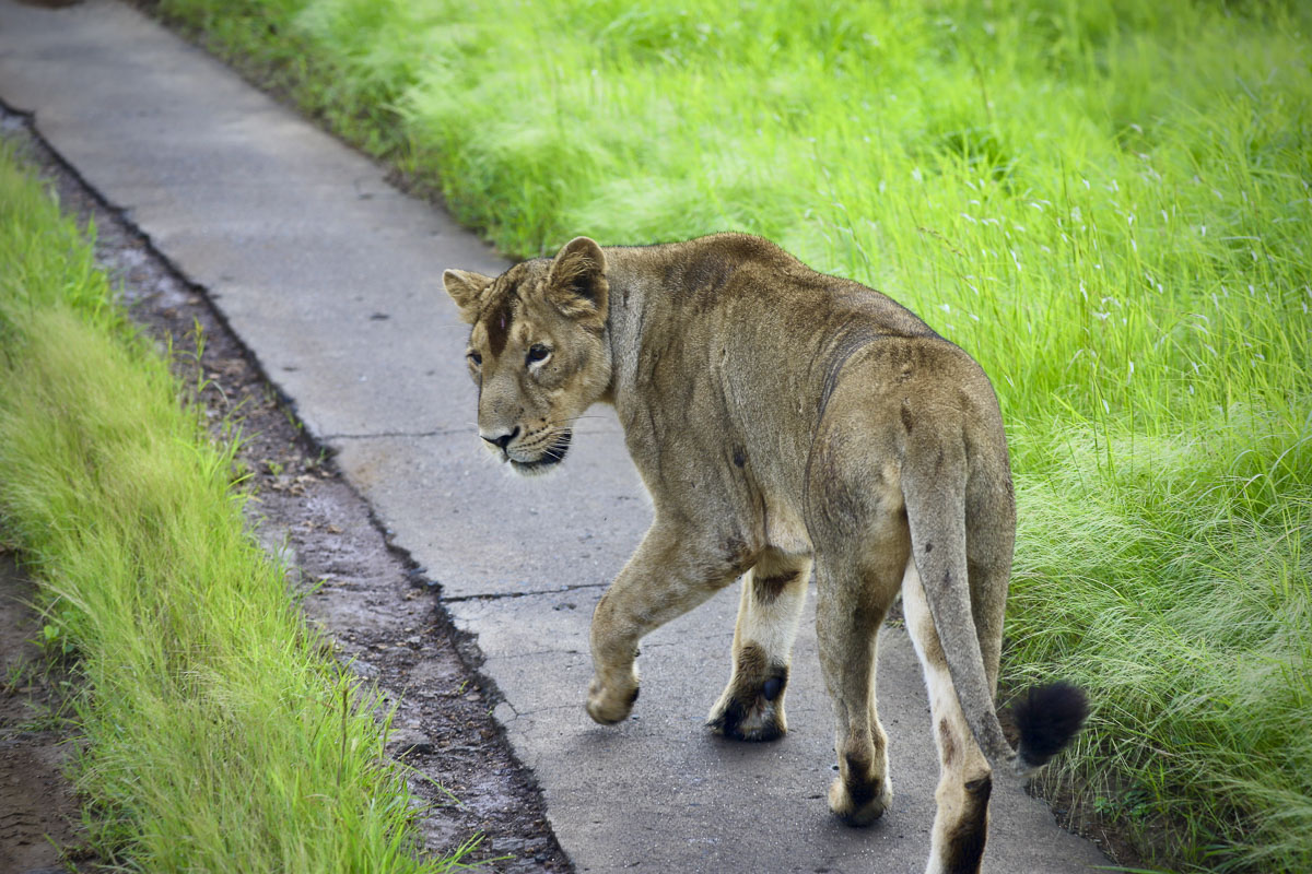 Yuva Shibir 2025: 'Lions of BAPS'