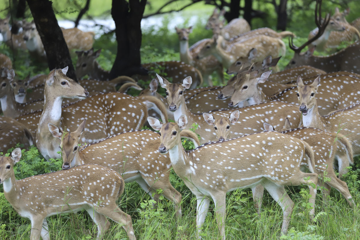 Yuva Shibir 2025: 'Lions of BAPS'