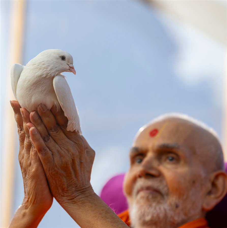 Swamishri holds a pigeon