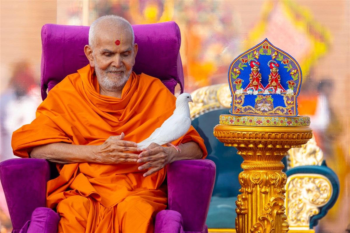 Pigeon on Swamishri's arm