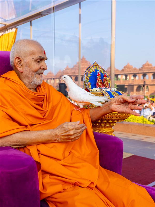 Pigeon on Swamishri's arm