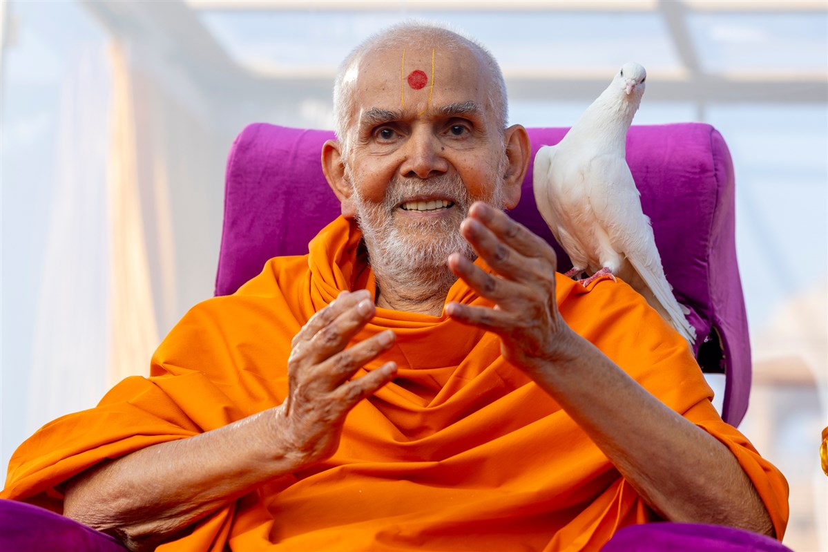 Pigeon on Swamishri's shoulder