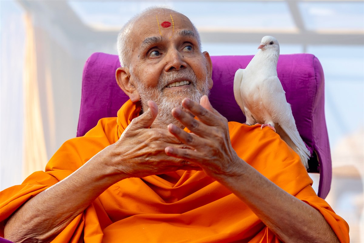 Pigeon on Swamishri's shoulder