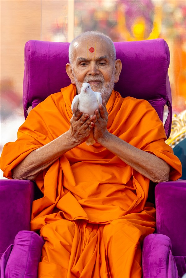 Swamishri holds a pigeon