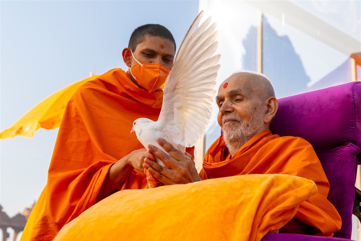 Swamishri releases a pigeon in the air