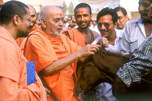 Swamishri praises the pedigree of the foal by virtue of its ears that touch each other
