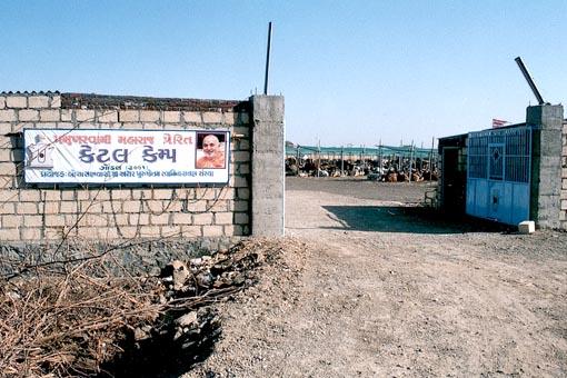 Pramukh Swami Maharaj Inspires BAPS Cattle Camps in Gujarat