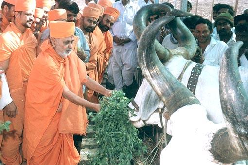 Pramukh Swami Maharaj Inspires BAPS Cattle Camps in Gujarat - 