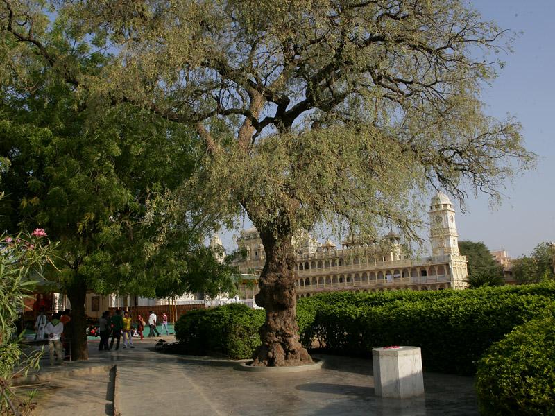  Holy Shrine and sacred tree (khijdo)