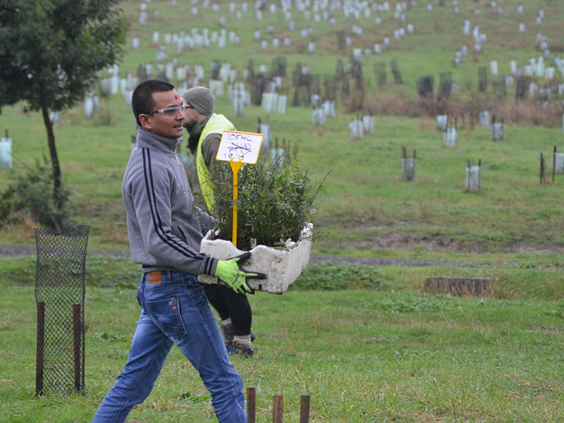 Tree Planting